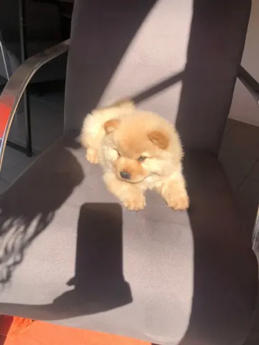 Um verdadeiro ursinho de quatro patas! Chow Chow disponível