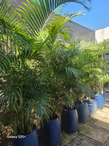 Palmeira areca bambu
