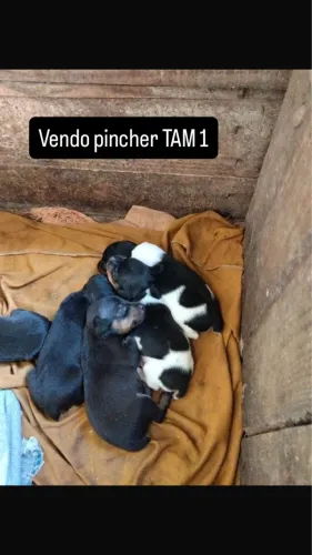 Vendo pincher TAM 1