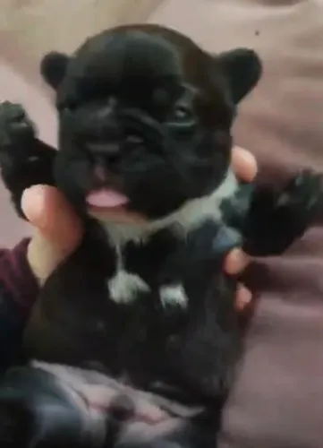 Bulldog frances lindos filhotes