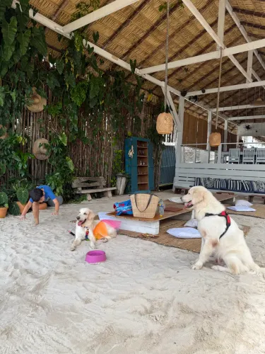 Oportunidade: Venda de Casal de Golden Retriever