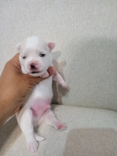 Filhote de maltês macho