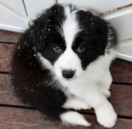 Filhote border collie, Lealdade, carinho e muita diversão!