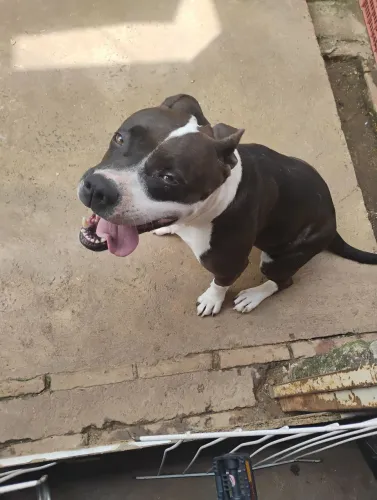 Doação Pit Bull femea