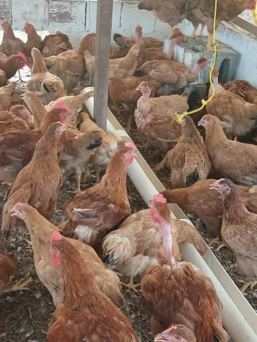 Frango caipira direto da roça 