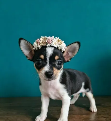 Pinscher Fêmea Pequena e Linda