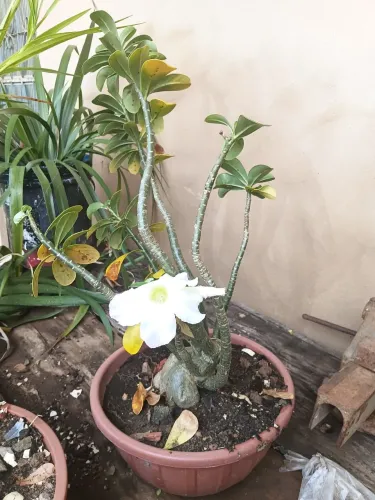 Rosa do deserto branca entrega gratis em toda pvh