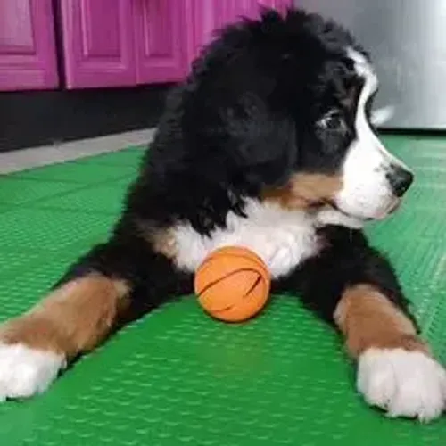 Bernese Mountain Dog,Bernese Mountain Dog Filhote Muito Amoroso e Dócil