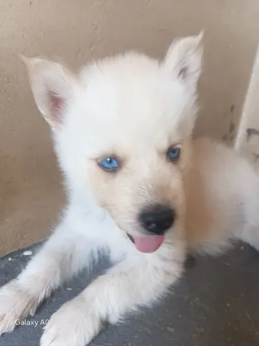 Husky siberiano 