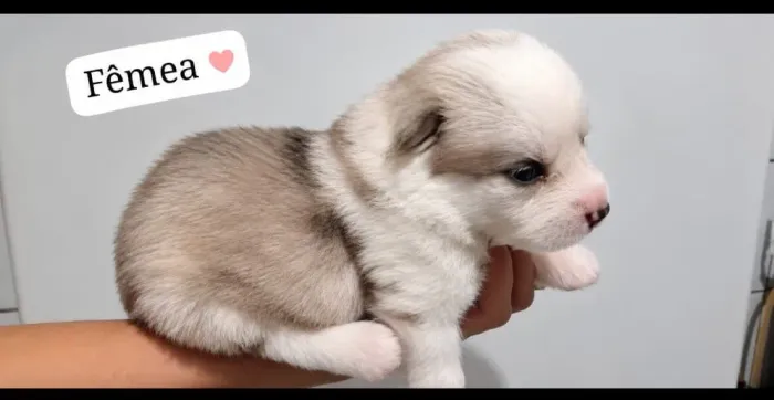Filhotes Huskey