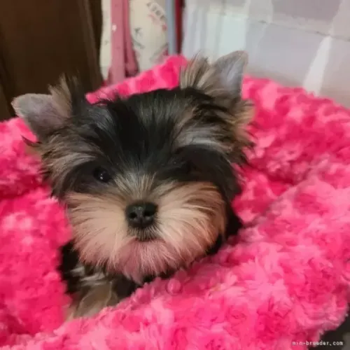 Filhote de cachorro yorkshire vacinado e vermifugado com saude