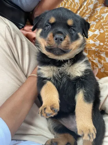Filhotinho de Rottweiler Puro Macho
