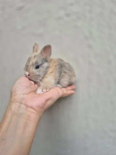 Coelhos Anões Alerquim
