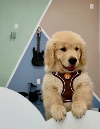 Fofuras de Golden Retriever