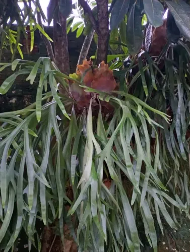Vendo lindos exemplares adultos de chifre-de-veado (Platycerium)