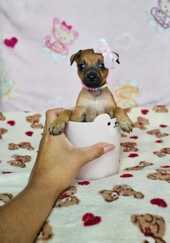 Pinscher/Pincher Baby de Porte Pequenino Macho e Fêmea com Pedigree SP