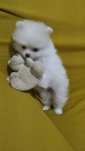 Lulu disponível macho e fêmea