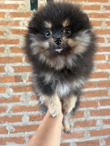 Lulu da Pomerania, Spitz Alemão 