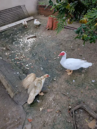 Patos