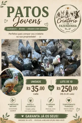 Patos jovens 