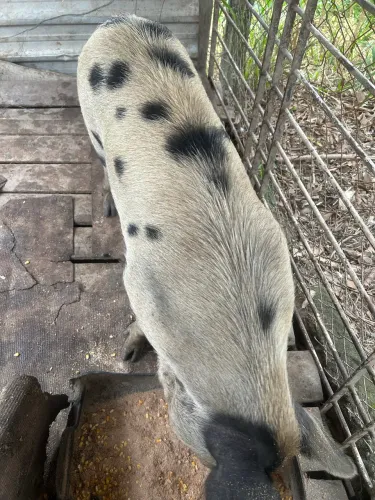 Porcos