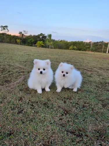 Spitz alemão anão macho