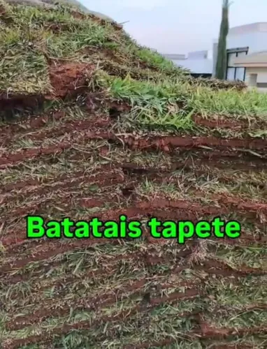 Grama Batatais tapete ,para Chácaras, Sítios e Terrenos