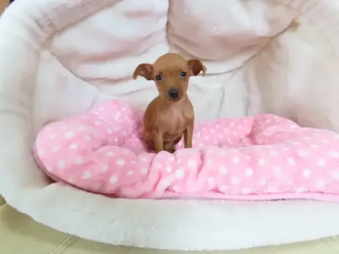 Filhotinhos ativo e saudável Pinscher/Pincher/Pinsher/Pintier