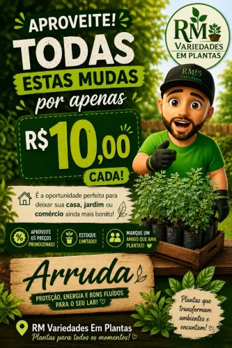 Arruda mudas