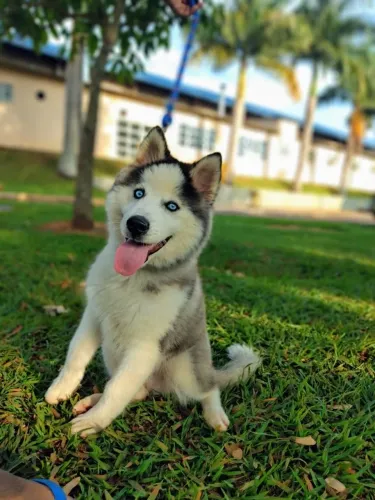 Husky Siberiano - Filhotinho Que Vai Transformar Seus Dias 
