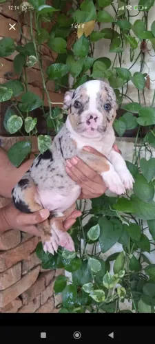 American bully 