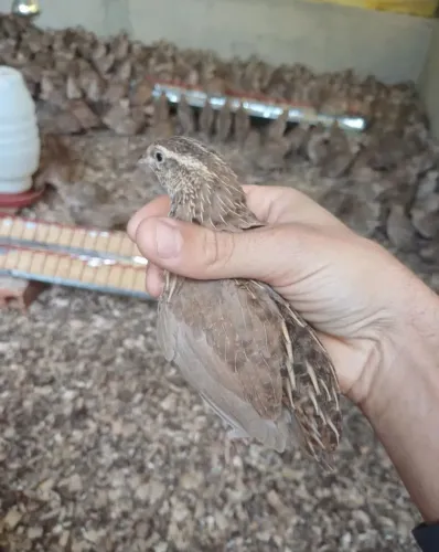 Codornas japonesas em pré postura