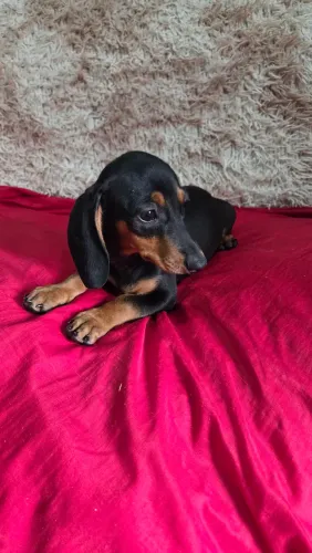 Fêmea Dachshund