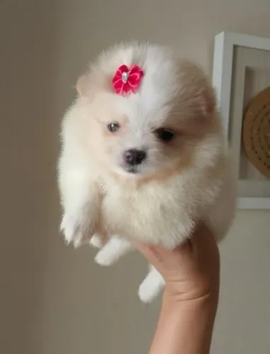 Lulu da Pomerânia Fêmea