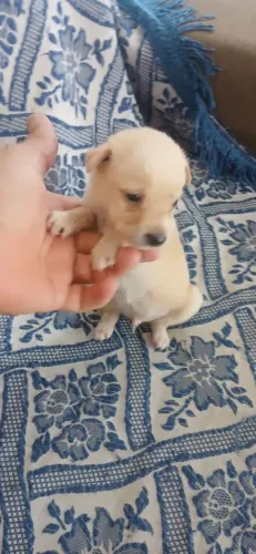 Tô vendendo poodle toy misturado com pinscher e Toquinho macho r$ 100