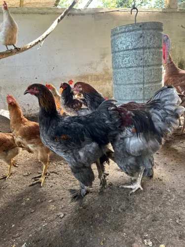 Frangas e frangos Brahma