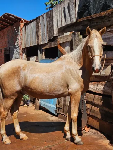 Cavalo