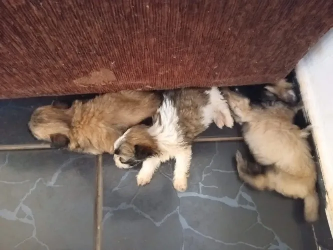 Vendo filhotes lhasa apso 