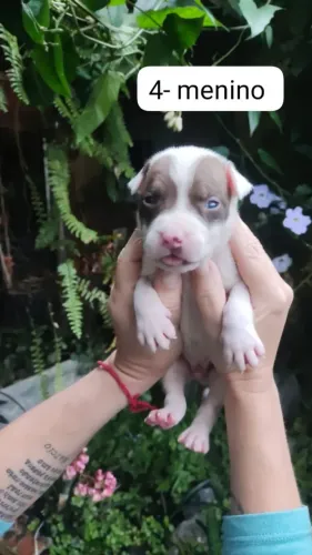 8 filhotes American bully lilak
