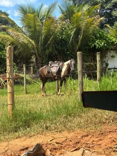 Sela mangalarga marchador 