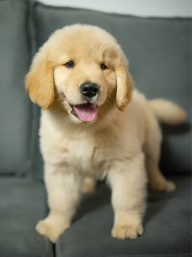 Golden Retriever Altissimo Padrão 