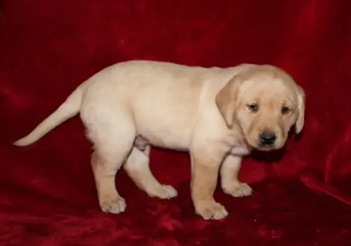 Labrador Retriever,Labrador Retriever Filhote Pronto Para Novo Lar