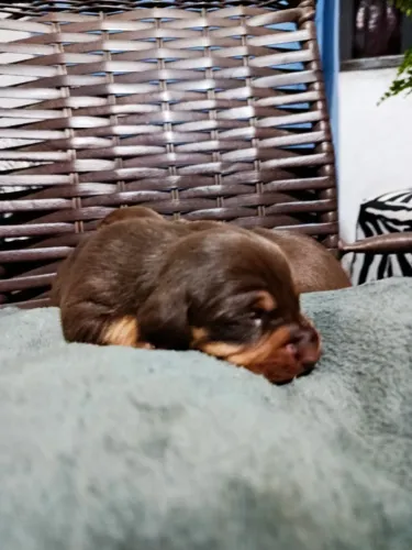 Filhote de daschunds 