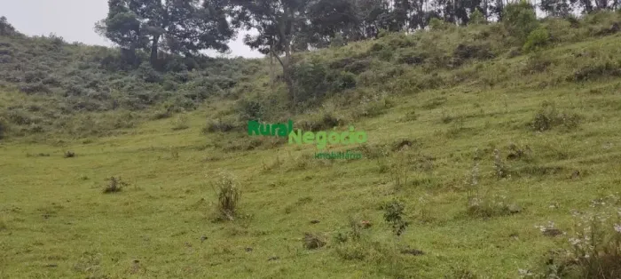 SÍTIO COM PASTO FORMADO NO CALUNGA EM SILVEIRAS-SP