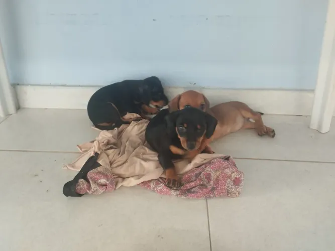 Filhotes de Salsicha Fêmeas Disponíveis