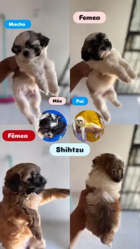 Shihtzu 