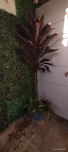 Dracena com 1,65mt