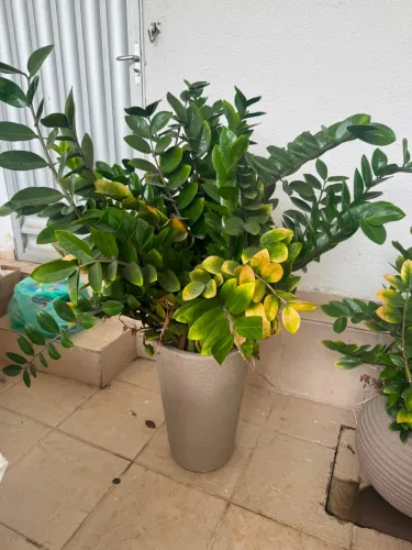 Planta a venda