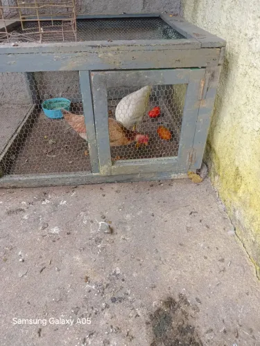 Galinha são 2