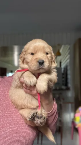 Golden retriever 